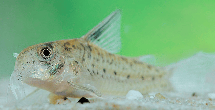 Hoplisoma sp. CW218