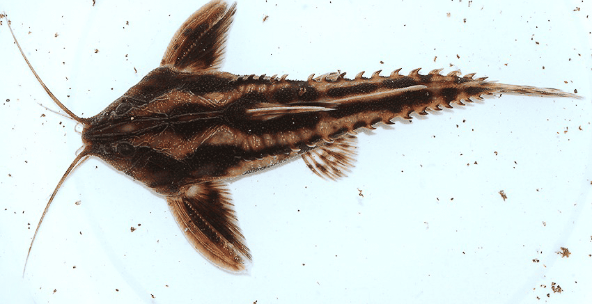 Megalodoras uranoscopus 3 Megalodoras uranoscopus