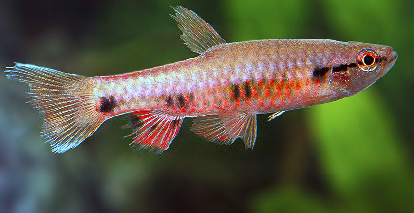 Pyrrhulina spilota