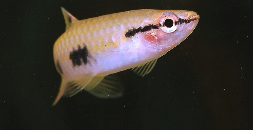 Pyrrhulina spilota