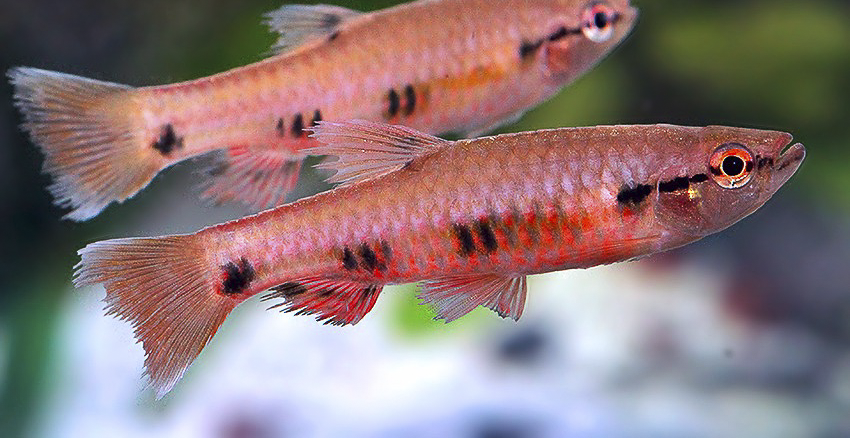 Pyrrhulina spilota