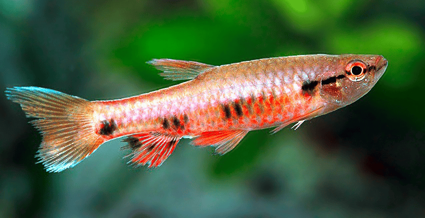 Pyrrhulina spilota