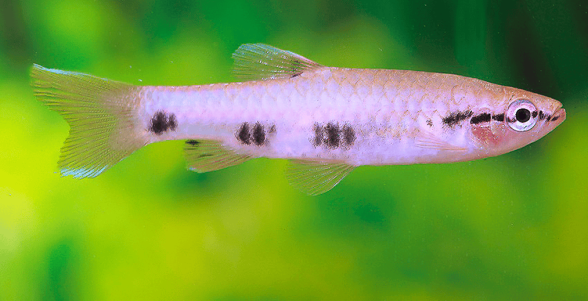 Pyrrhulina spilota