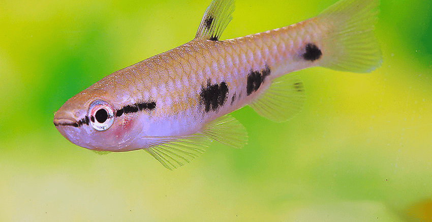 Pyrrhulina spilota