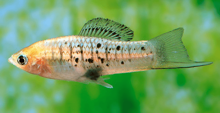Xiphophorus nezahualcoyotl