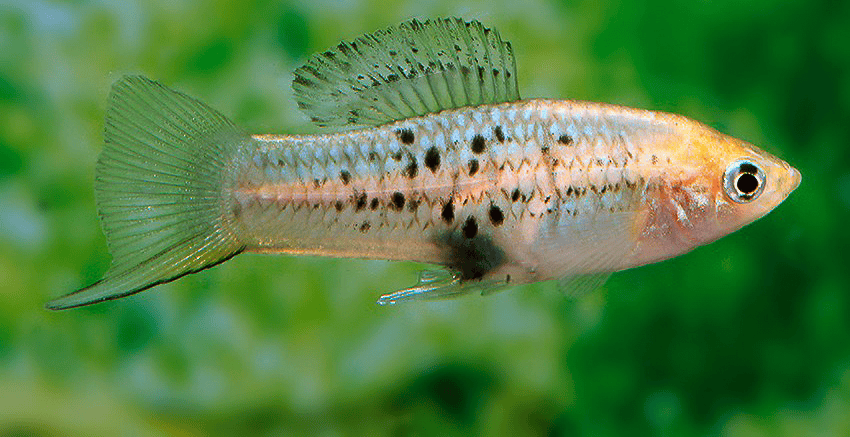 Xiphophorus nezahualcoyotl