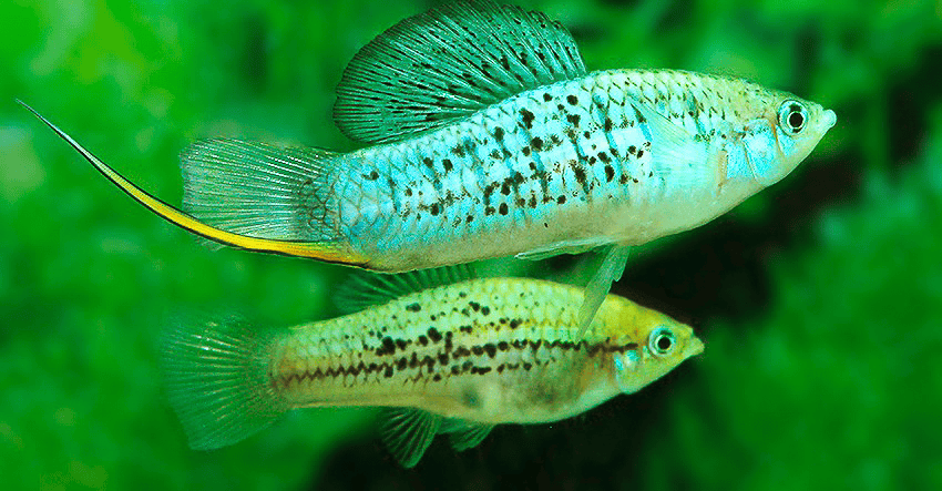 Xiphophorus nezahualcoyotl