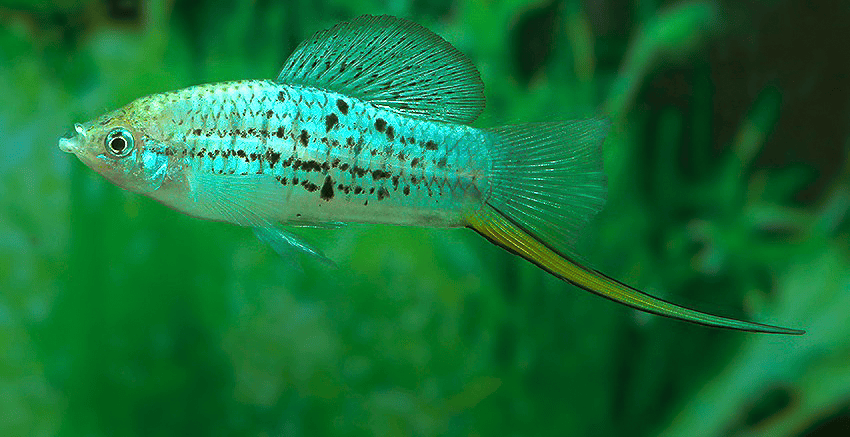 Xiphophorus nezahualcoyotl