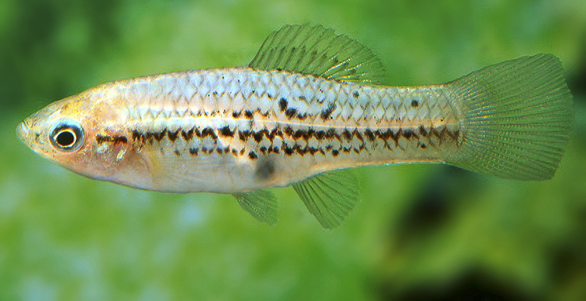 Xiphophorus nezahualcoyotl