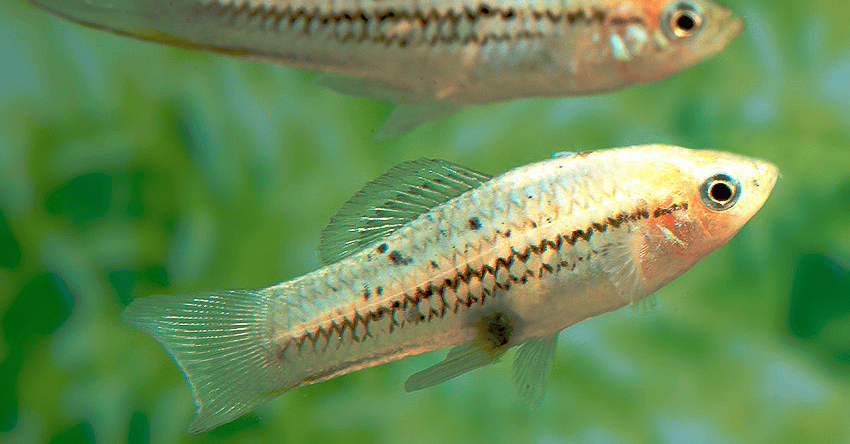 Xiphophorus nezahualcoyotl
