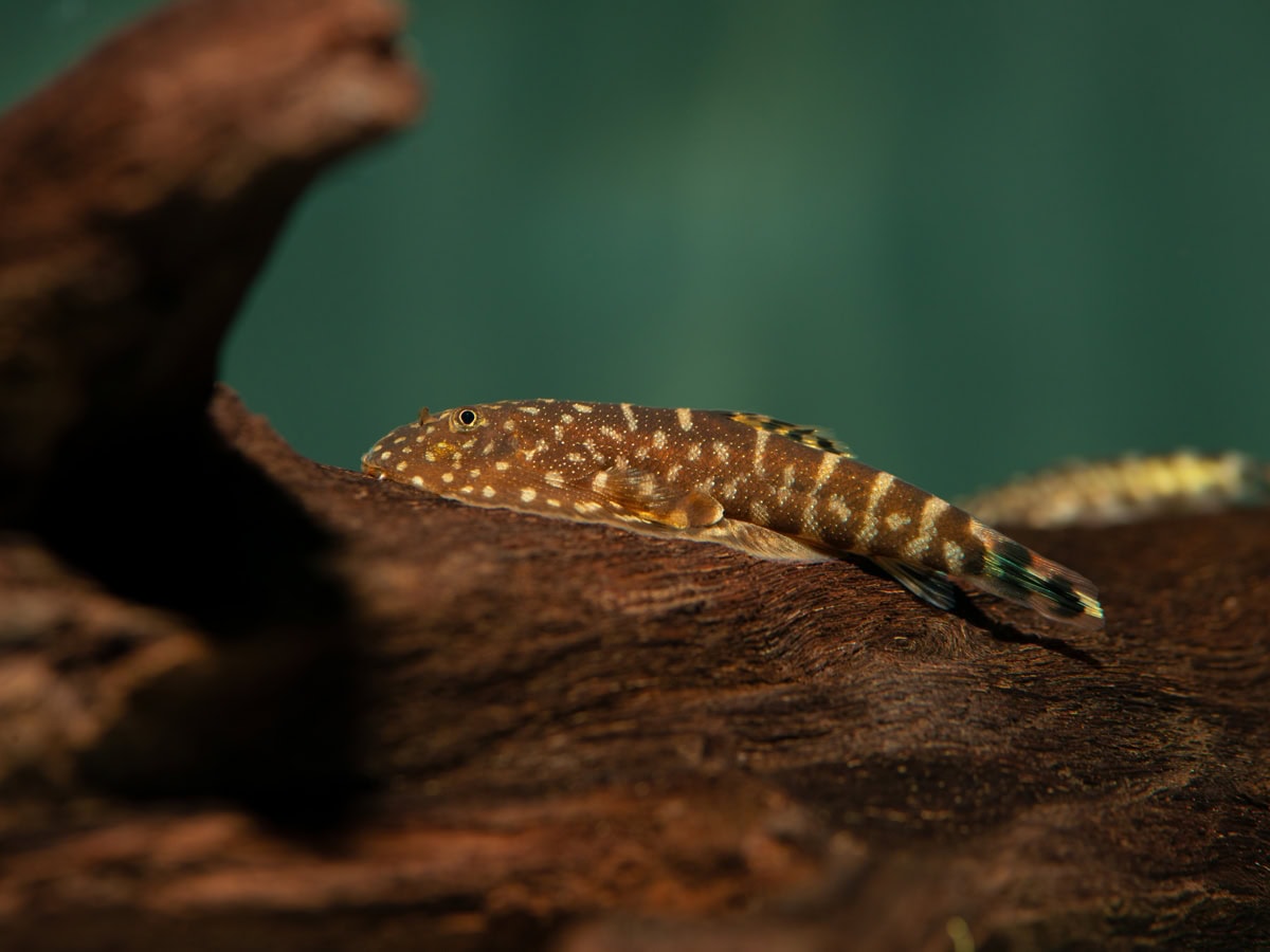 Gastromyzon ctenocephalus - Borneo-Flossensauger, WF