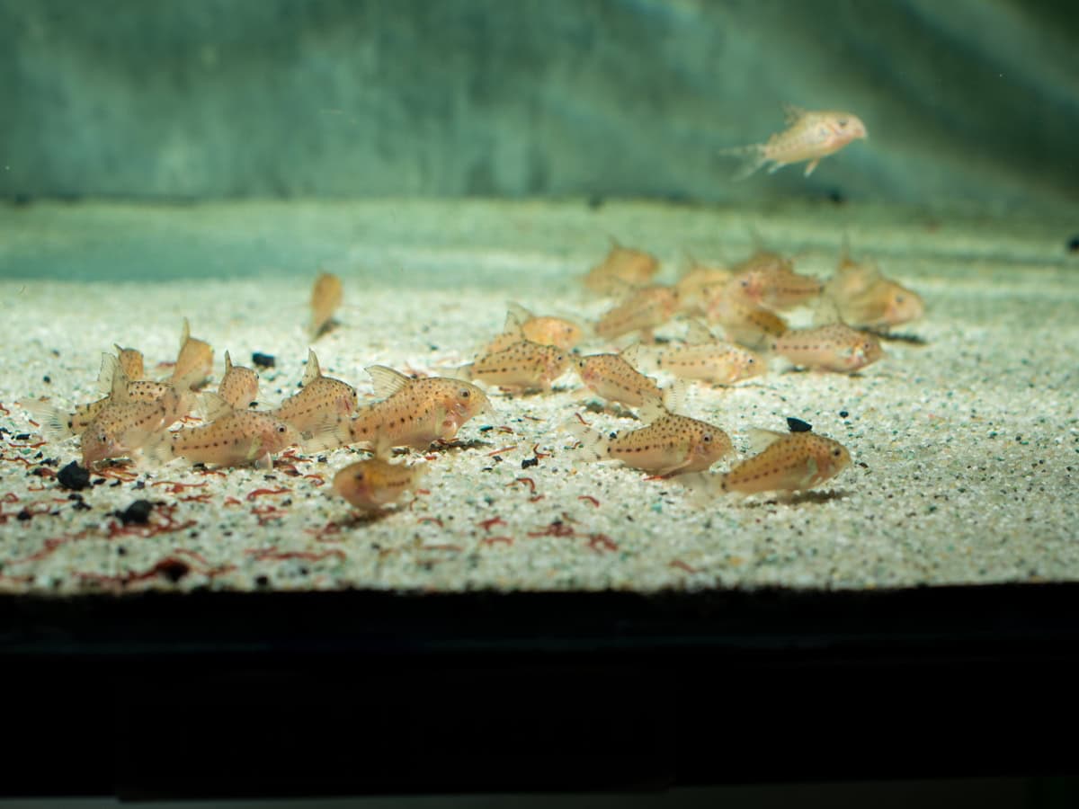 Hoplisoma knaacki (CW32) - Knaacks Panzerwels, EUNZ-RARITÄT
