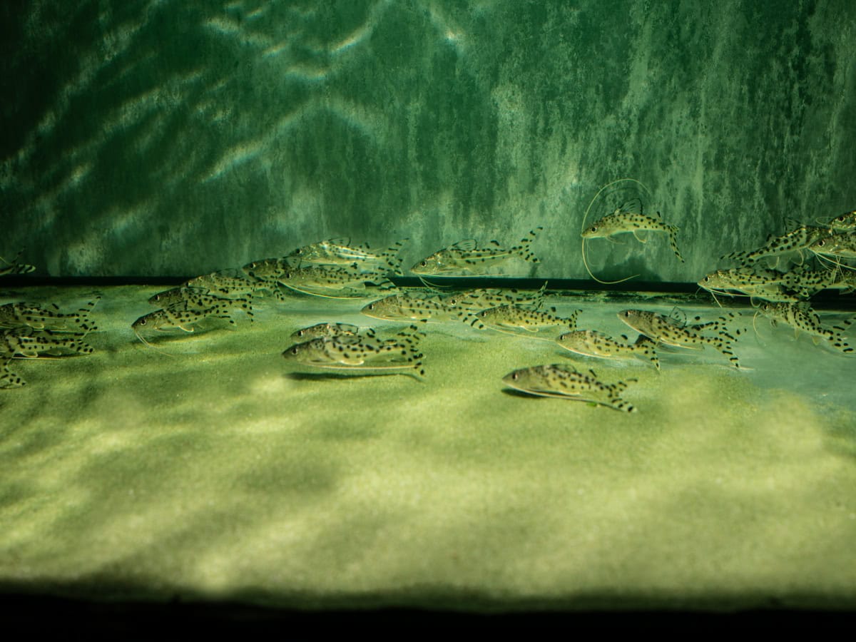 ZF703 Pimelodus pictus - Engelsantennenwels, WF