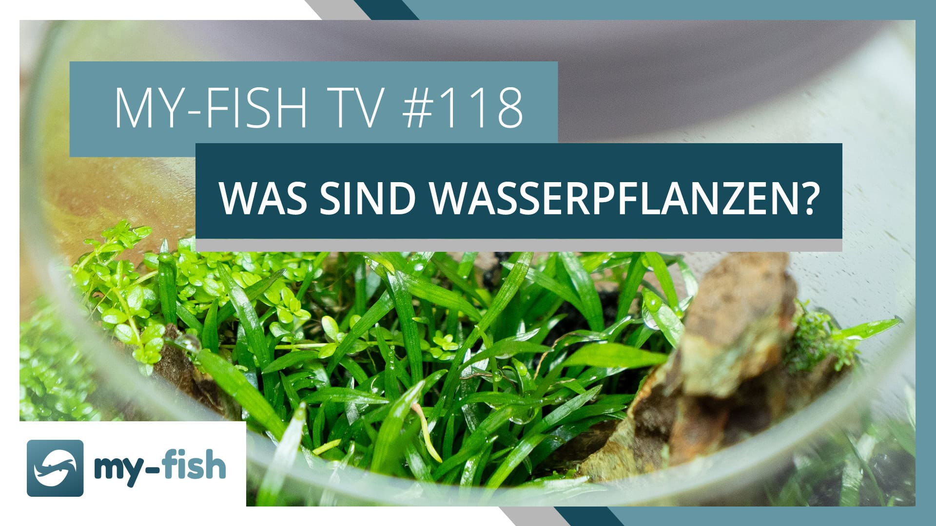 Aquarienpflanzen sind keine Wasserpflanzen (zumindest meistens) | my-fish TV #118