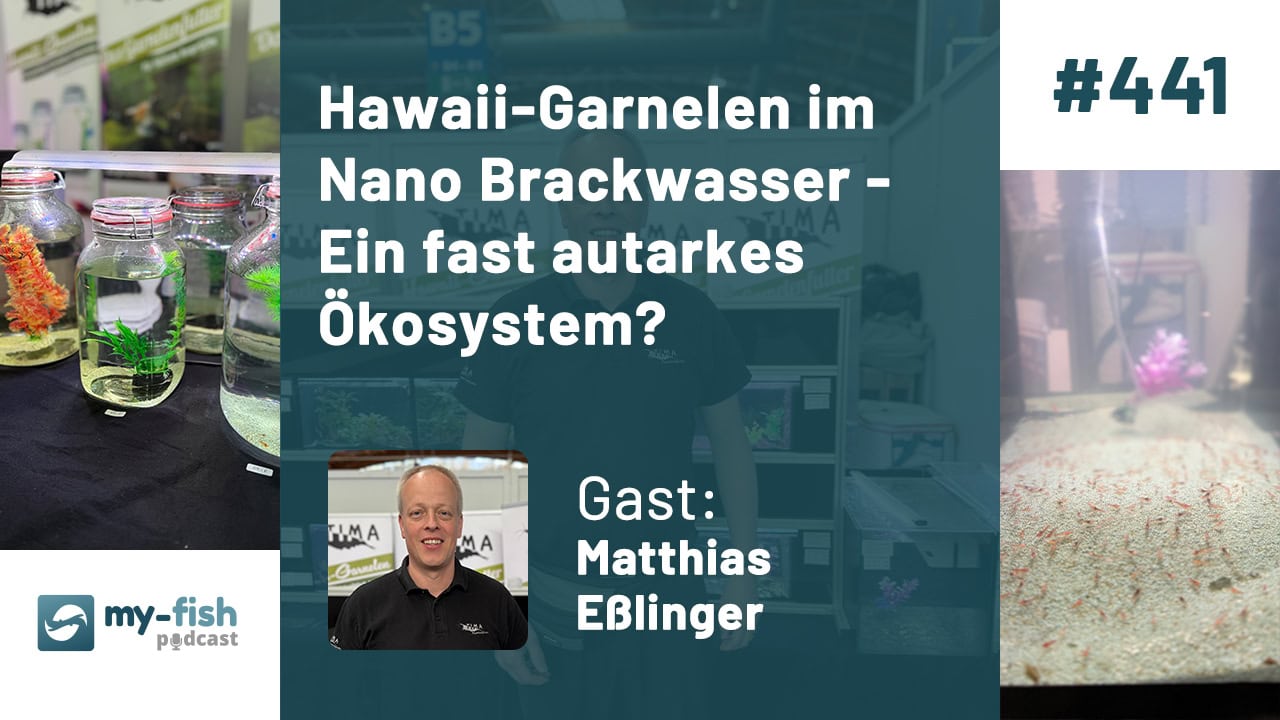 Hawaii-Garnelen im Nano Brackwasser (Matthias Eßlinger)