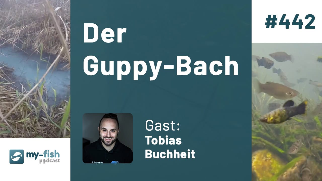 442: Der Guppy-Bach - Exotische Fische in heimischen Gewässern (Tobias Buchheit) 442: Der Guppy-Bach - Exotische Fische in heimischen Gewässern (Tobias Buchheit)