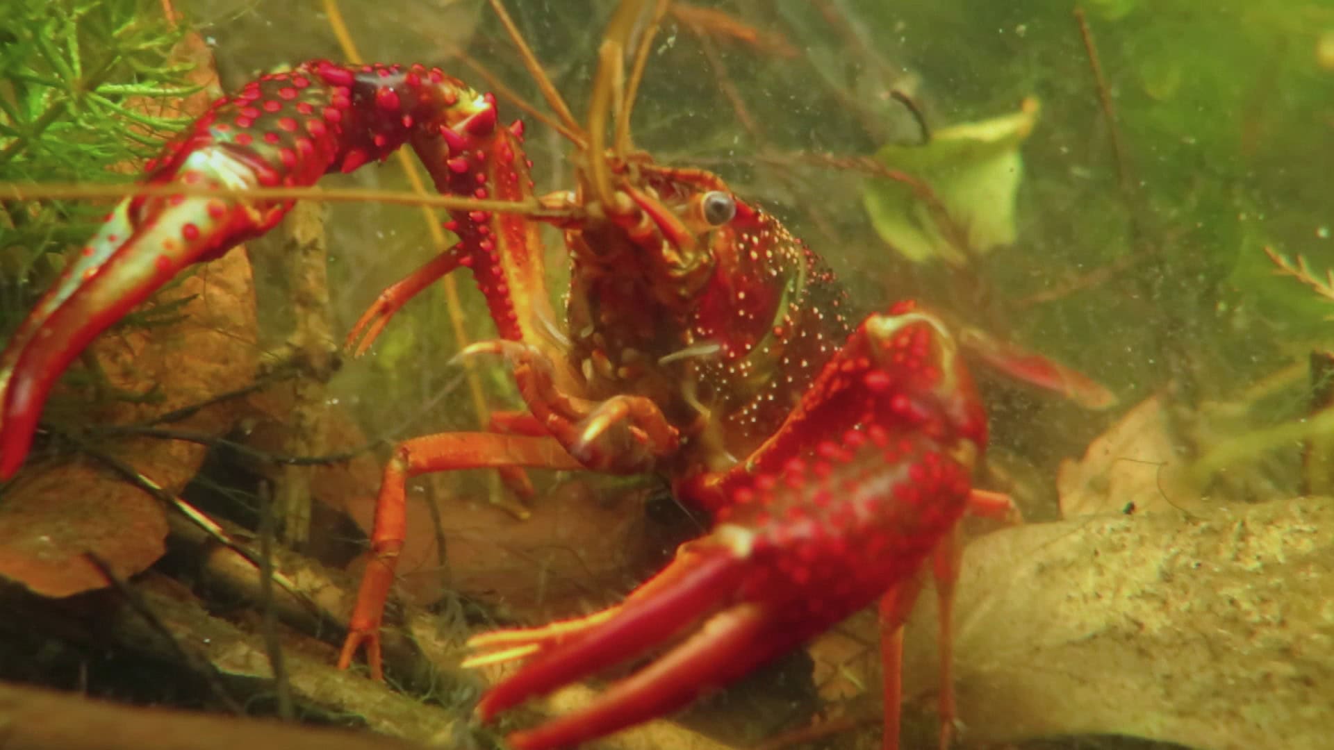 CAR2026 01 182 clarkii in Berlin 06 Procambarus clarkii in seiner typischen Wildfärbung in einem Spandauer Gewässer. Foto: Kevin Stockton