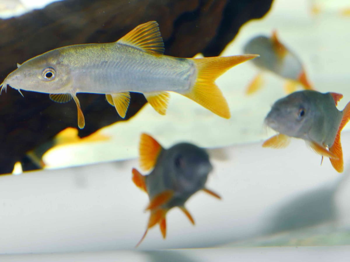 ZC55 Yasuhikotakia/Botia modesta - Grüne Schmerle, WF