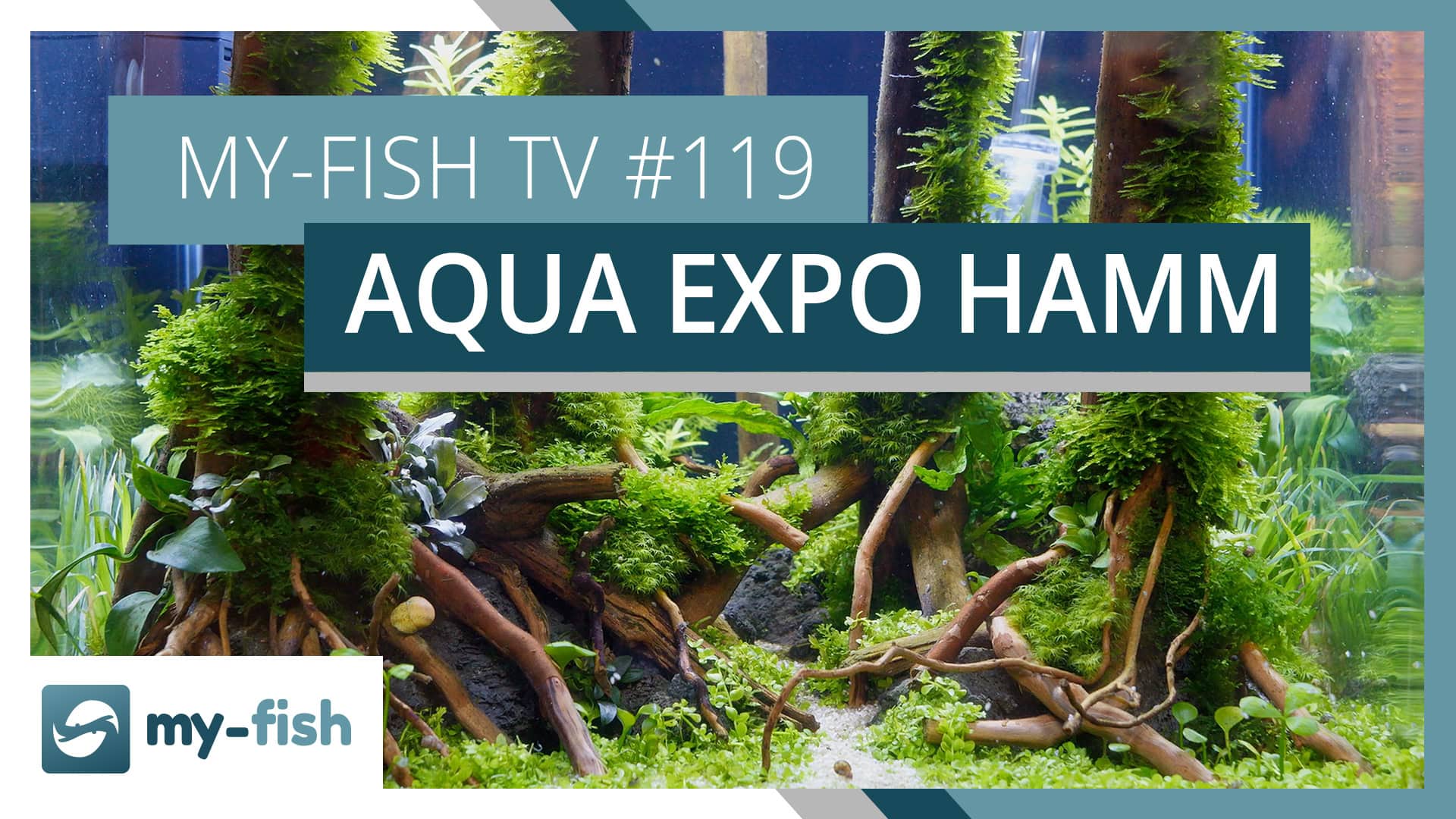 Das war die Aqua EXPO in Hamm 2026 | my-fish TV #119