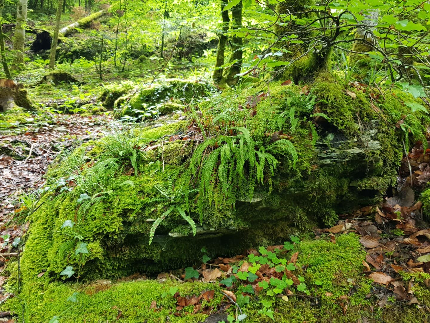 AQ 2026 02 214 Wettbewerbsvorbereitung Kaminski 02 Bei strukturstarken Steinen muss auf die Ausrichtung geachtet werden. In der Natur verlaufen Linien im Gestein meist parallel. Foto: Lukas Kaminski