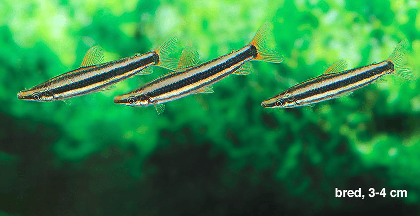 Der Prachtkopfsteher (Anostomus anostomus)