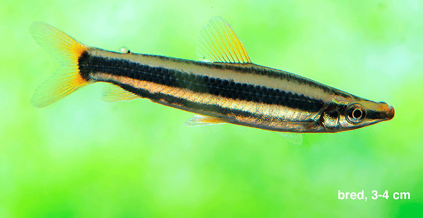 Der Prachtkopfsteher (Anostomus anostomus)