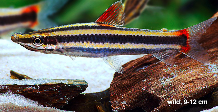 Der Prachtkopfsteher (Anostomus anostomus)