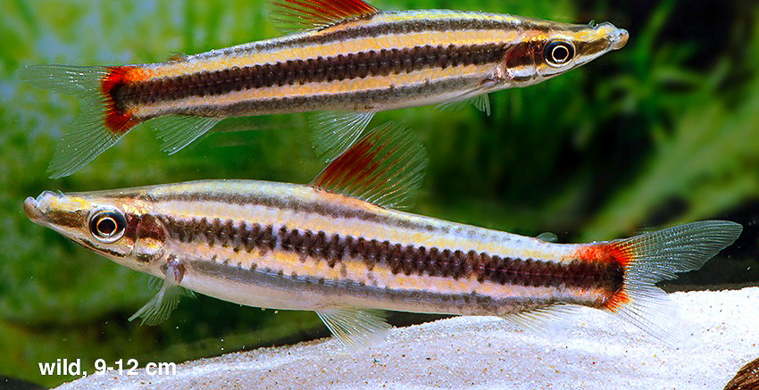 Der Prachtkopfsteher (Anostomus anostomus)