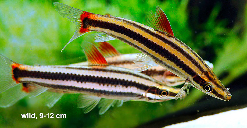 Der Prachtkopfsteher (Anostomus anostomus)
