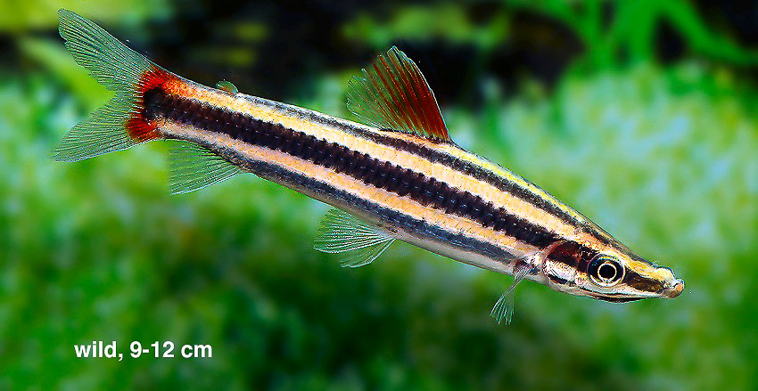 Der Prachtkopfsteher (Anostomus anostomus)