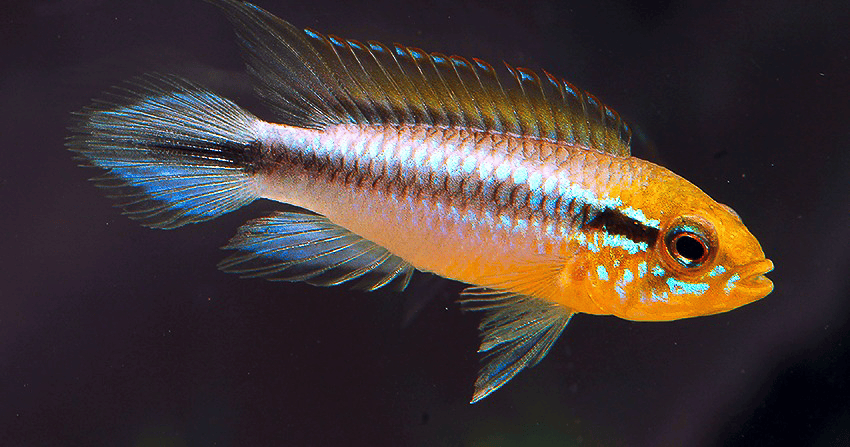 Apistogramma agassizii Peru wild