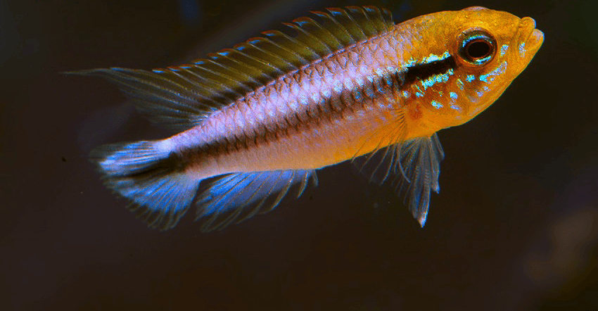 Apistogramma agassizii Peru wild