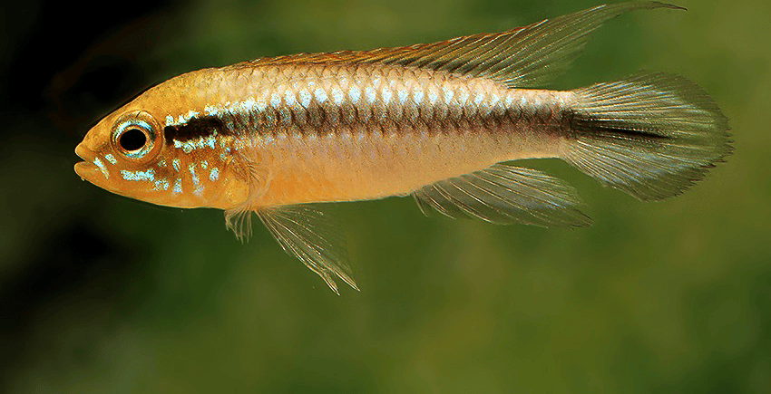 Apistogramma agassizii Peru wild