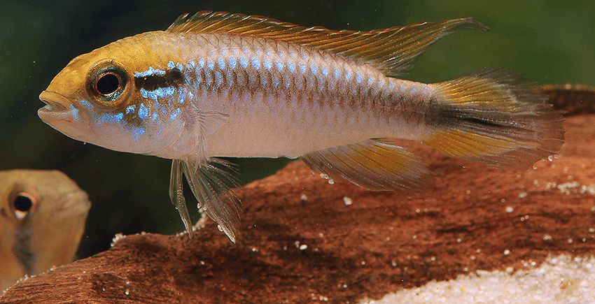 Apistogramma agassizii Peru wild