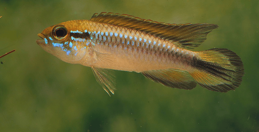 Apistogramma agassizii Peru wild