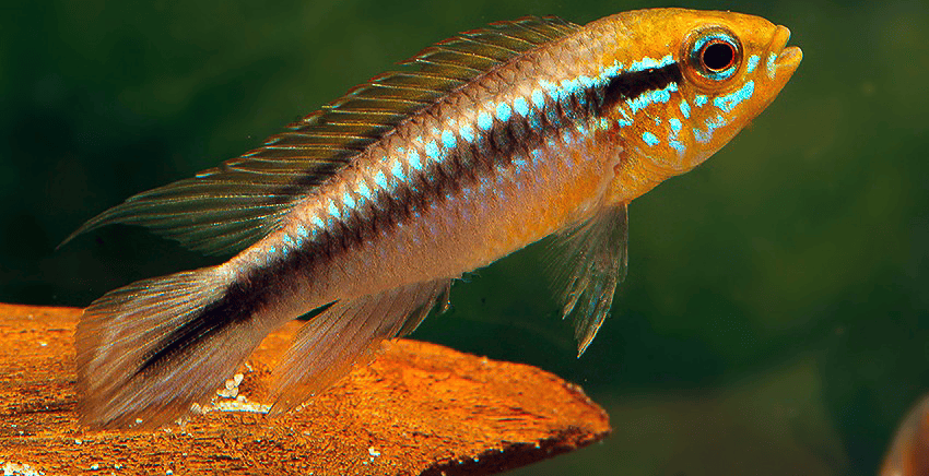 Apistogramma agassizii Peru wild