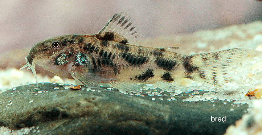 Der Schmerlenpanzerwels (Aspidoras kiriri)