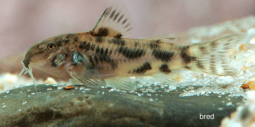 Der Schmerlenpanzerwels (Aspidoras kiriri)