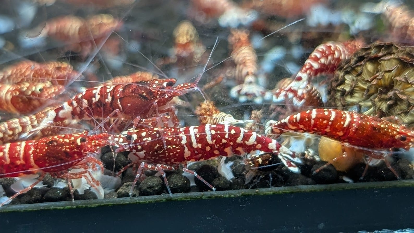 Bei manchen älteren Red Snowflakes weist eine Shadow-Zeichnung auf ihre Ursprünge hin. Foto: Andreas Bockhorn
