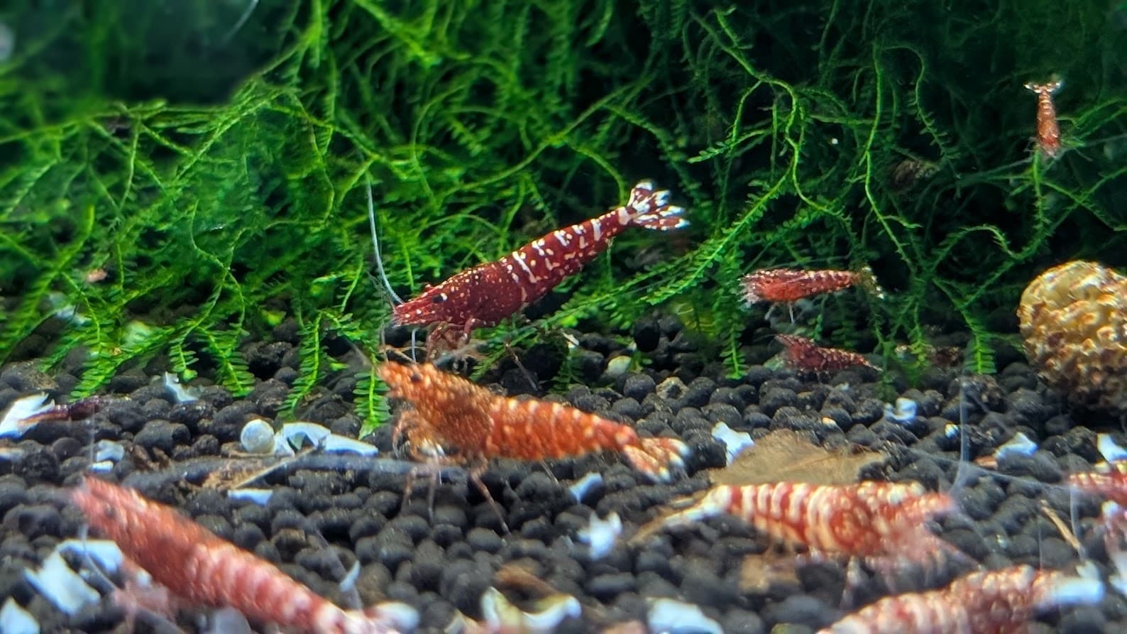 Moos ist ein guter Begleiter in Zuchtaquarien für Caridina sp. aus Weichwasser. Foto: Andreas Bockhorn