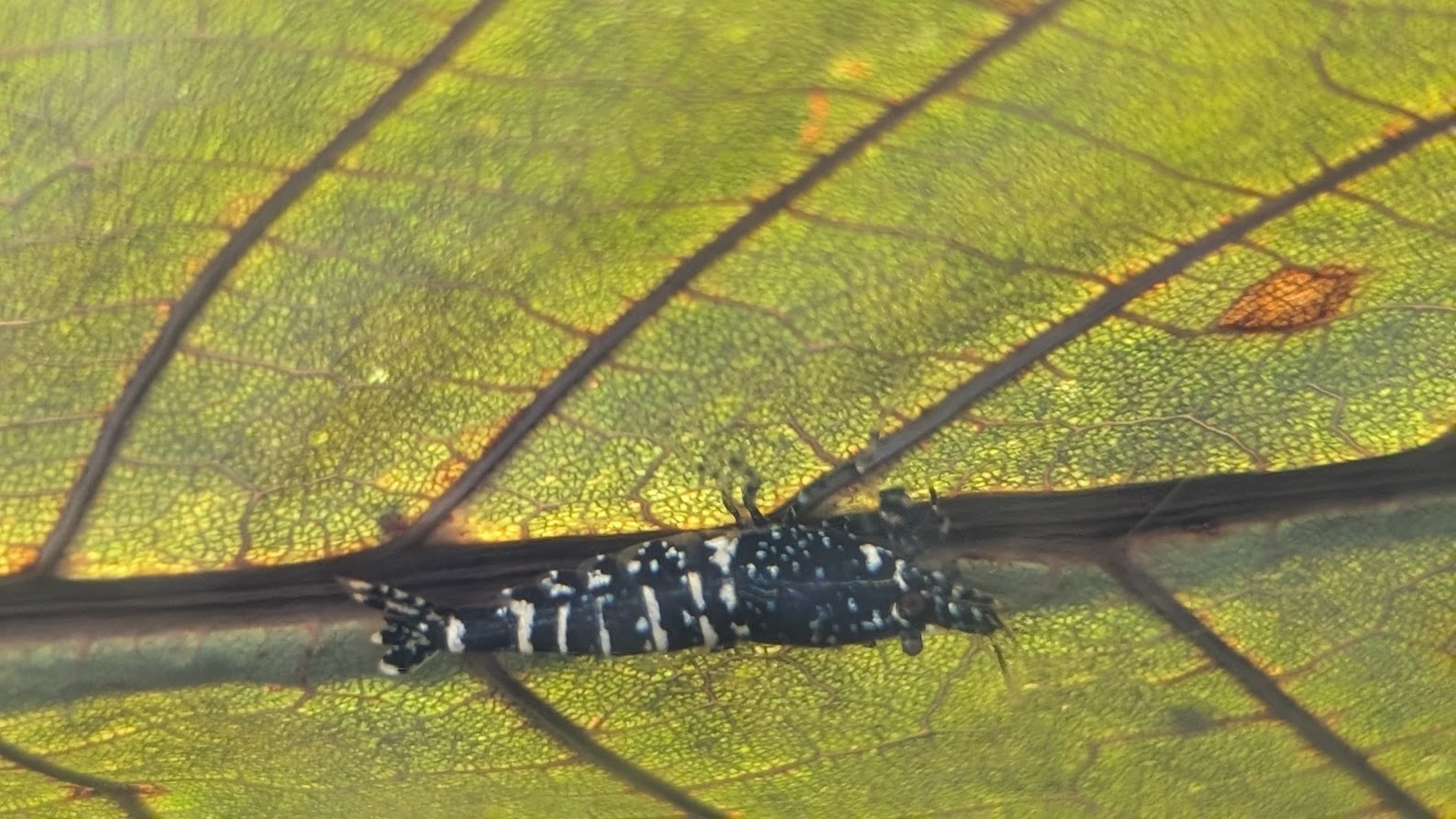 Laub gehört auch bei dieser Caridina sp. zum Grundfutter. Foto: Andreas Bockhorn