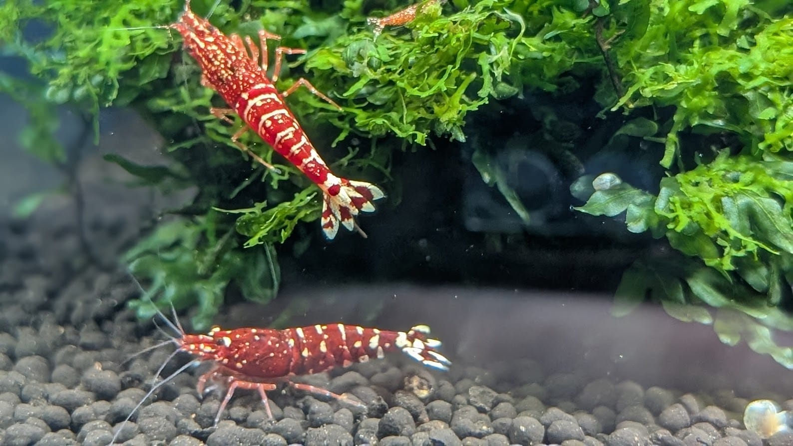 Zwei wunderschöne tief rote Exemplare. Foto: Andreas Bockhorn