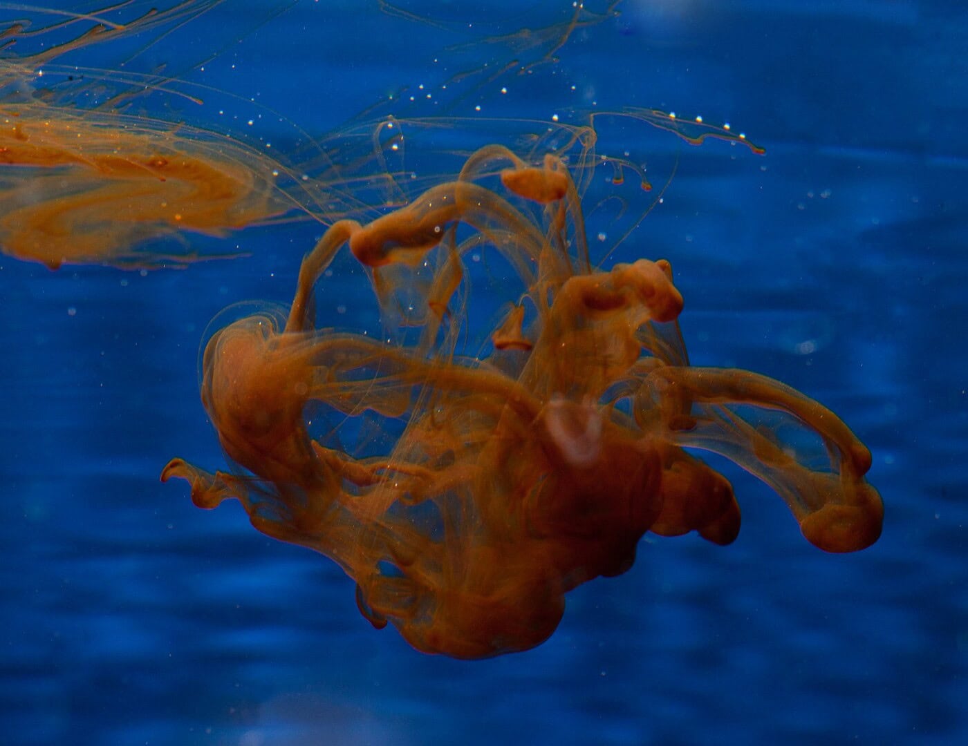 Huminstoffe brauchen eine Zeit, um sich im Wasser zu verteilen. Bild: NatureHolic