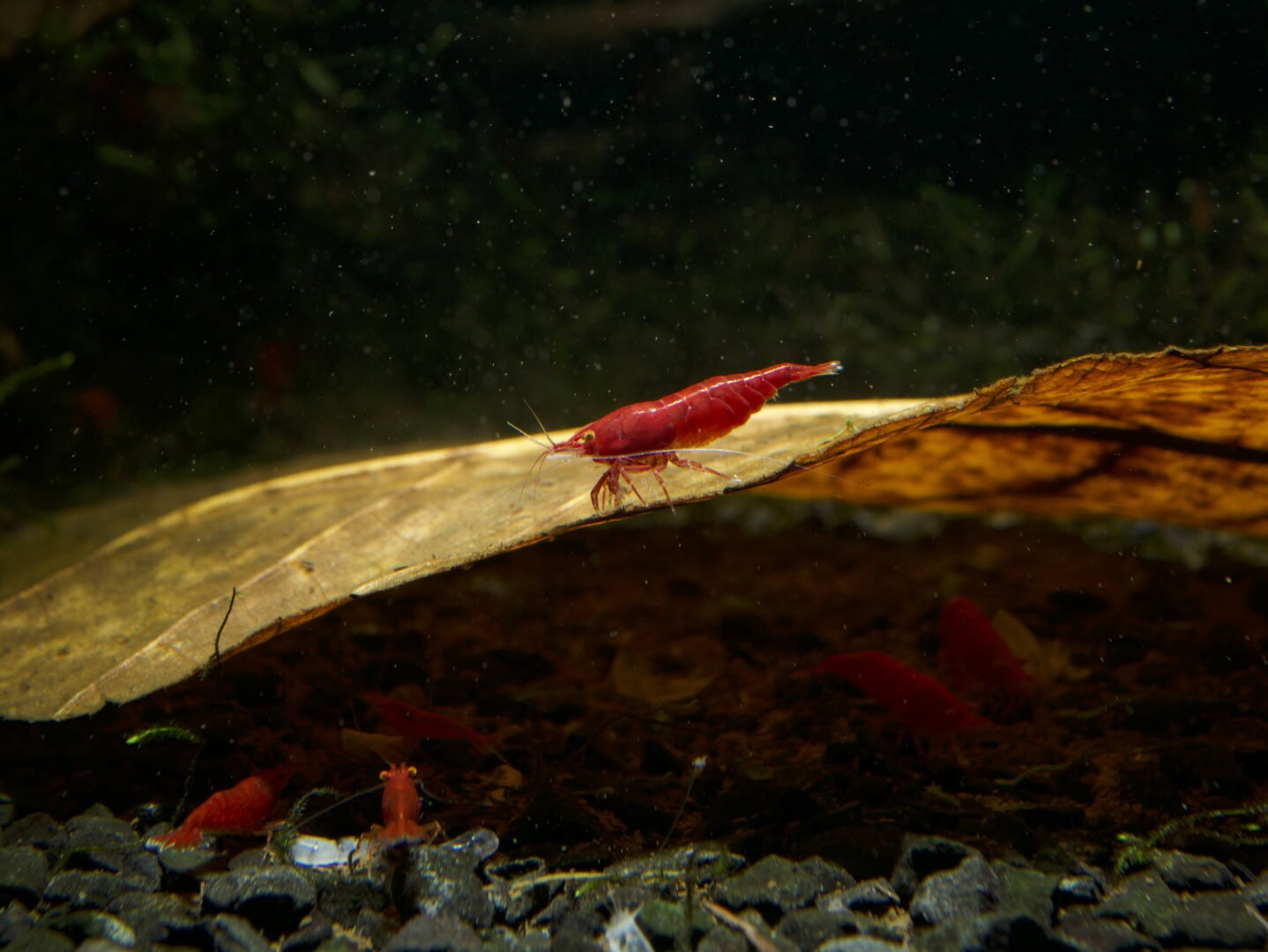 Auch Neocaridina profitieren in hohem Maß von Gerb- und Huminstoffen im Wasser. Bild: Dr. Philipp Baumann