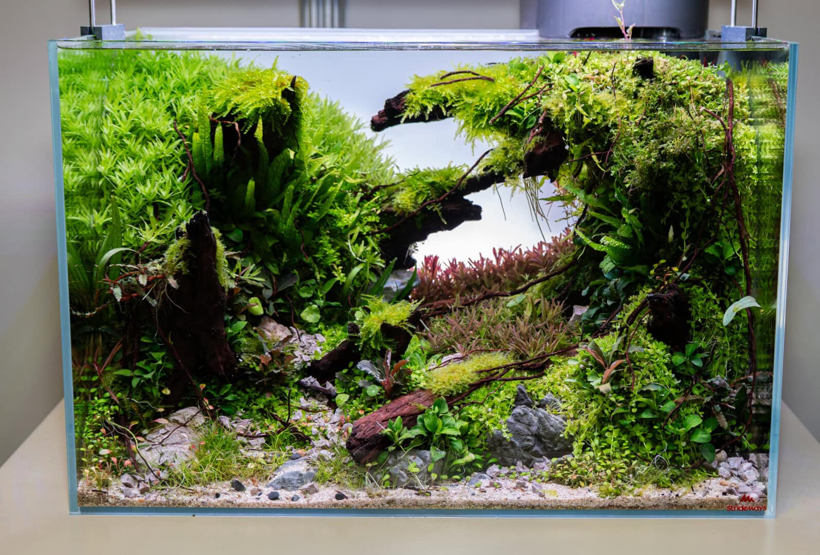 Wie in jedem Jahr waren die Aquarien des Aquascaping-Wettbewerbs ausgesprochen gelungen, die Detailtiefe in dieser letzten Ausgabe war bei allen Teilnehmern besonders hoch. Foto: Silvia Splettstößer