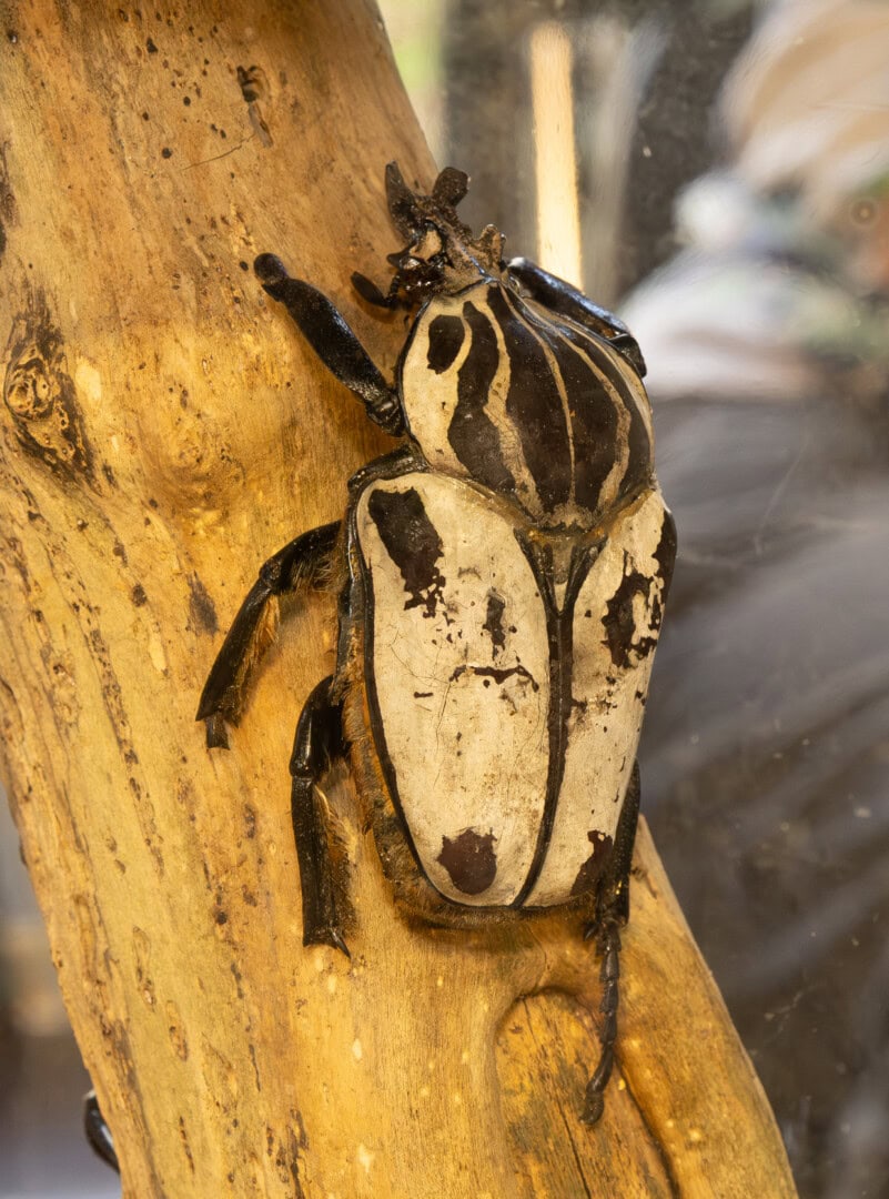 Für die Terraristikfreunde gab es ebenfalls ein umfangreiches Angebot. Vor allem die Liebhaber der kleinen Terrarien konnten viele potentielle neue Bewohner bewundern. Foto: Silvia Splettstößer