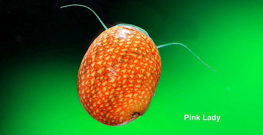 Clithon sowerbianum "Pink Lady"