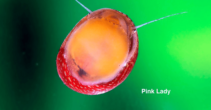 Clithon sowerbianum "Pink Lady"