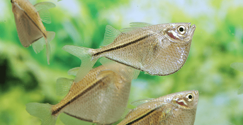 Gasteropelecus sternicla