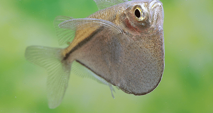 Gasteropelecus sternicla